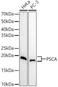 Western blot analysis of variou