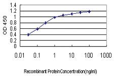 Anti-PDE1B Mouse Monoclonal Antibody [clone: 5B6]