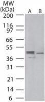 Anti-MAP2K1 Rabbit Polyclonal Antibody