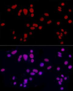 Anti-ICER antibody