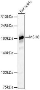 Antibody A309410-100 100 µl