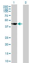 Anti-SSBP4 Mouse Polyclonal Antibody