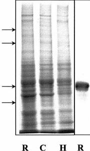 Antibody anti-alpha internexin 1D2 250 µl