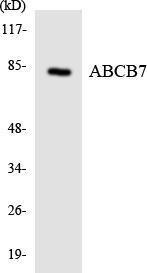 Western blot analysis of the lysates from HUVEC cells using Anti-ABCB7 Antibody