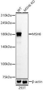 Antibody A309410-100 100 µl