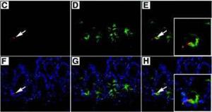 Anti-DCLK1 Rabbit Polyclonal Antibody (Biotin)