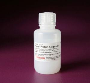 Pierce™ Protein A Agarose