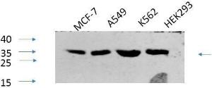 Western blot analysis of various cells using Anti-CREB (phospho Ser133) Antibody at 1:1,000 (4°C overnight). Goat Anti-Rabbit IgG (IRDye 800) was used as a secondary at 1:5,000 (25°C, 1 hour)