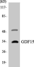 Western blot analysis of the lysates from HT 29 cells using Anti-GDF15 Antibody