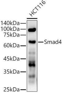 Western blot analysis of HCT116, using Anti-Smad4 Antibody (A305558) at 1:600 dilution