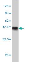 Anti-TESK2 Mouse Monoclonal Antibody [clone: 5G1]