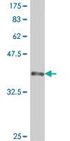 Anti-NCF4 Mouse Polyclonal Antibody