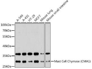 Antibody anti-CMA1 100 µl