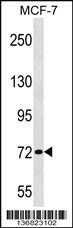 Anti-ZNF408 Rabbit Polyclonal Antibody