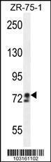 Anti-DCLK1 Rabbit Polyclonal Antibody (Biotin)