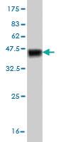 Anti-TESK2 Mouse Monoclonal Antibody [clone: 5C3]