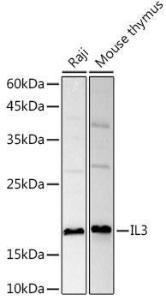 Western blot analysis of extracts of various cell lines, using Anti-IL-3 Antibody (A11861) at 1:1,000 dilution The secondary antibody was Goat Anti-Rabbit IgG H&L Antibody (HRP) at 1:10,000 dilution Lysates/proteins were present at 25 µg per lane