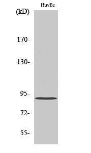 Anti-AKAP1 Rabbit Polyclonal Antibody