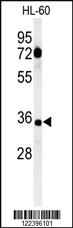 Anti-CD80 Rabbit Polyclonal Antibody