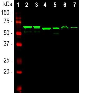 Antibody anti-alpha internexin 1D2 250 µl