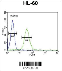 Anti-CD80 Rabbit Polyclonal Antibody