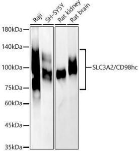 Western blot analysis of various lysates, using Anti-CD98 Antibody (A11865) at 1:1000 dilution. The secondary Antibody was Goat Anti-Rabbit IgG H&L Antibody (HRP) at 1:10000 dilution. Lysates/proteins were present at 25 µg per lane