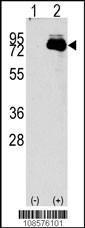 Anti-NUAK2 Rabbit Polyclonal Antibody (PE (Phycoerythrin))