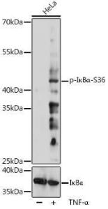 Western blot analysis of extracts of HeLa cells, using Anti-IKB alpha (phospho Ser36) Antibody (A306545) at 1:1000 dilution or IKB alpha Antibody (A11397). HeLa cells were treated by TNF-alpha (20 ng/ml) at 37°C for 30  minutes