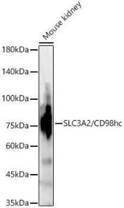 Western blot analysis of Mouse kidney, using Anti-CD98 Antibody (A11865) at 1:1000 dilution. The secondary Antibody was Goat Anti-Rabbit IgG H&L Antibody (HRP) at 1:10000 dilution. Lysates/proteins were present at 25 µg per lane