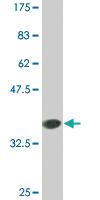 Anti-COX6B1 Mouse Monoclonal Antibody [clone: 5D3]