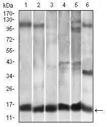 Anti-CCL2 Mouse monoclonal antibody unconjugated [clone: 2D8]