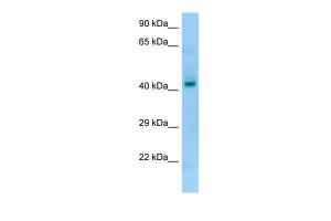 Anti-PGA4 Rabbit Polyclonal Antibody