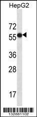 Anti-CPN2 Rabbit Polyclonal Antibody (APC (Allophycocyanin))