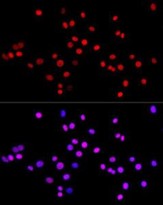 Antibody A309410-100 100 µl