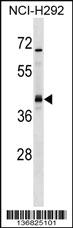 Anti-UTF1 Rabbit Polyclonal Antibody