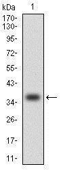 Anti-CCL2 Mouse monoclonal antibody unconjugated [clone: 2D8]