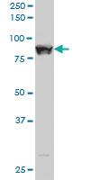 Anti-STAT5B Mouse Monoclonal Antibody [clone: 1F5]