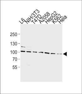 Anti-HSP90AA1 Mouse Monoclonal Antibody [clone: 803CT9.1.2]