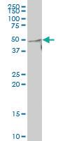 Anti-KCNG3 Mouse Polyclonal Antibody