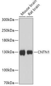 Western blot analysis of extracts of various cell lines, using Anti-Contactin 1 Antibody (A306547) at 1:1,000 dilution