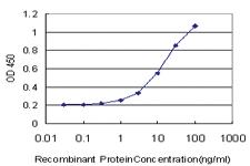 Anti-KCNG3 Mouse Monoclonal Antibody [clone: 5H2]