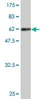 Anti-RFC5 Mouse Monoclonal Antibody [clone: 1B1]