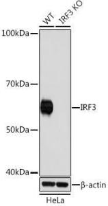 Western blot analysis of extracts from wild type (WT) and IRF3 knockout (KO) HeLa cells, using Anti-IRF3 Antibody [ARC0198] (A305561) at 1:1,000 dilution. The secondary antibody was Goat Anti-Rabbit IgG H&L Antibody (HRP) at 1:10,000 dilution.