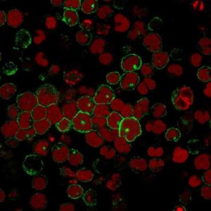 Immunofluorescent analysis of MOLT-4 cells stained with Anti-CD2 Antibody [BH1] followed by Goat Anti-Mouse IgG (CF&#174; 488) (Green). Nuclei are stained with RedDot.