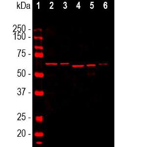 Western blot analysis of different tissue lysates using Anti-alpha Internexin Antibody [2E3] (A85448), at a dilution of 1:10,000, in red