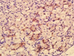 Formalin-fixed and paraffin embedded Mouse Stomach tissue labeled with HRAS Polyclonal Antibody (bs-1071R) at 1:200, followed by conjugation to the seconary antibody and DAB staining