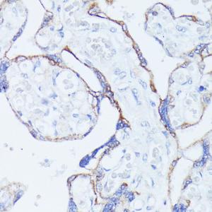 Immunohistochemistry analysis of paraffin-embedded human placenta using Anti-Contactin 1 Antibody (A306547) at a dilution of 1:100 (40X lens)