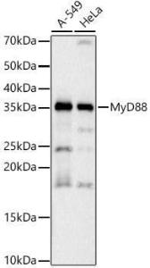 Western blot analysis of various lysates, using Anti-MyD88 Antibody [ARC52507 + ARC52509] (A309412) at 1:8000 dilution