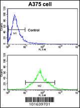 Anti-EPHA7 Rabbit Polyclonal Antibody (FITC (Fluorescein Isothiocyanate))