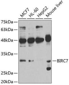 Western blot analysis of extracts of various cell lines, using Anti-Livin Antibody (A11869) at 1:1,000 dilution. The secondary antibody was Goat Anti-Rabbit IgG H&L Antibody (HRP) at 1:10,000 dilution.